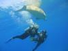 Dive with Huge Sea Cow/ Red sea
