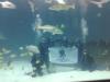 WWP Scuba Divers at the NC Aquarium