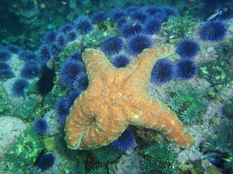 Starfish