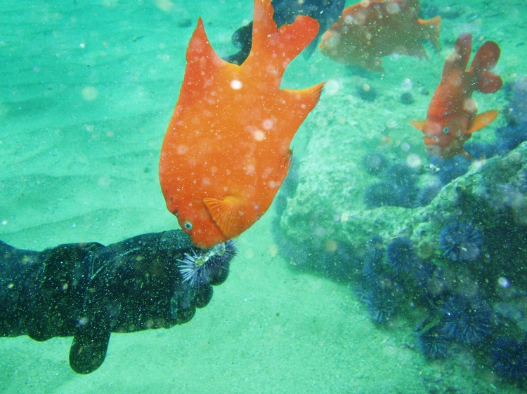 Garibaldi in Catalina 