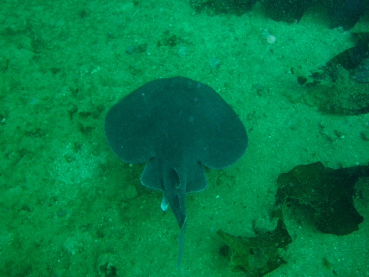 Electric Ray