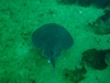 Electric Ray