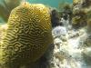 awesome brain coral