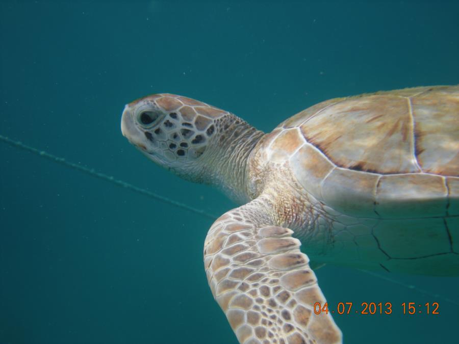 Paynes Bay, Barbados