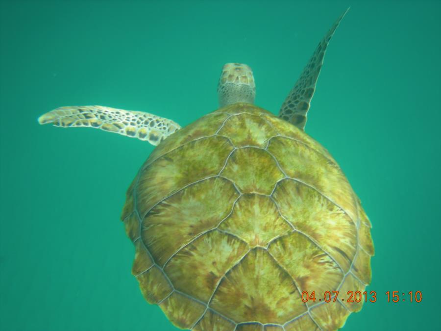 Paynes Bay, Barbados