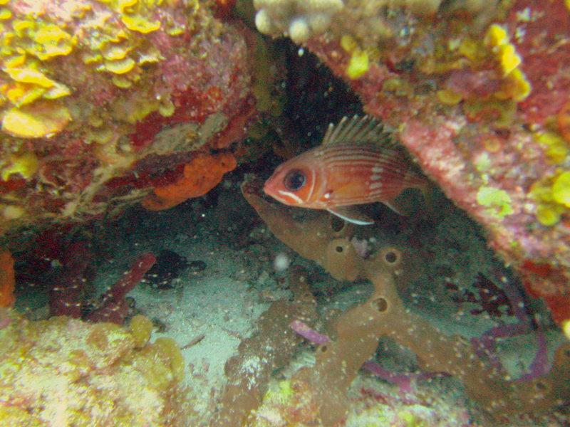 squirrel fish st thomas