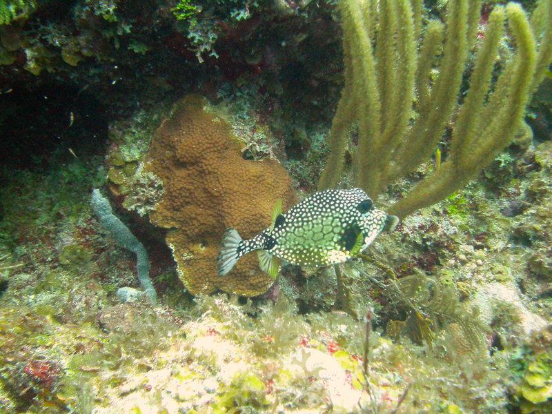 trunk fish