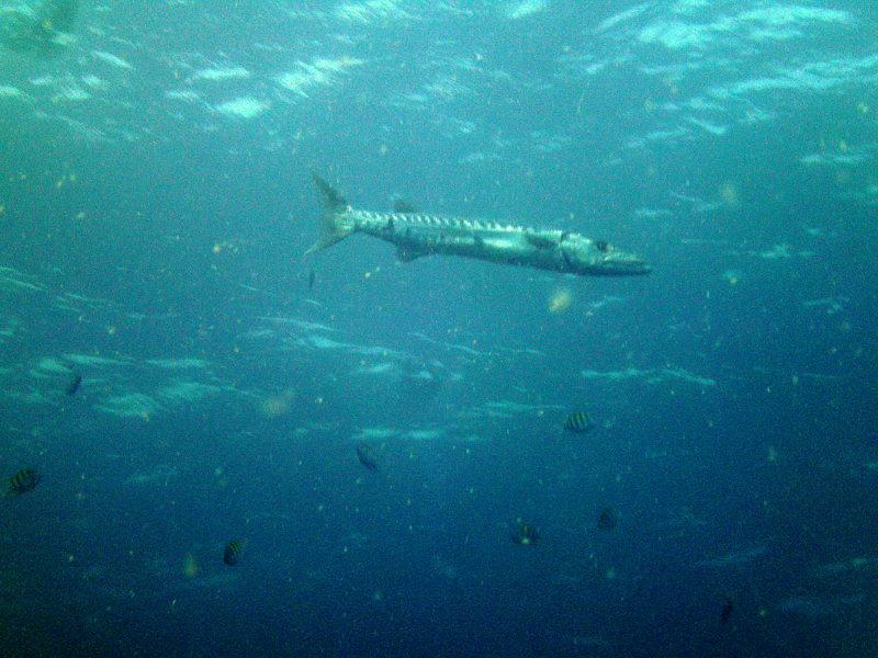 barracuda