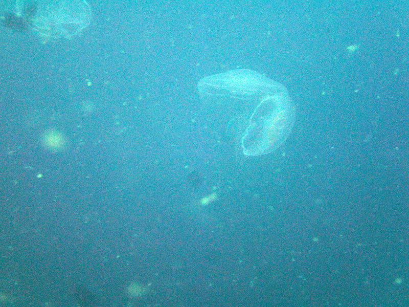 jellies - st thomas