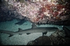 Reef Sharks Chillin` in the Keramas