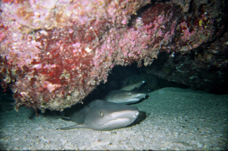 Chillin` under the coral