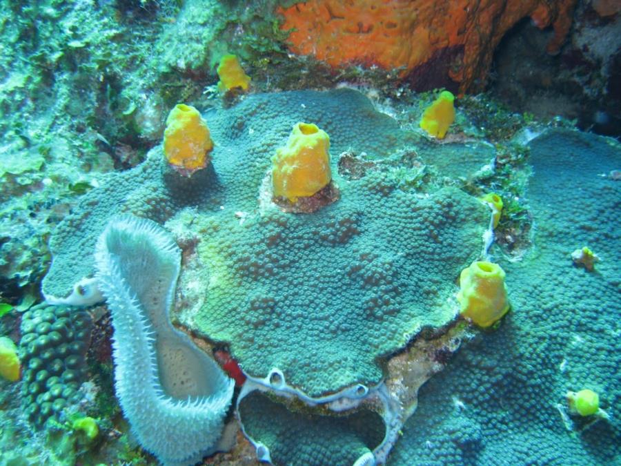 christianhgc’s Reef Photo Roataan, Honduras 2012