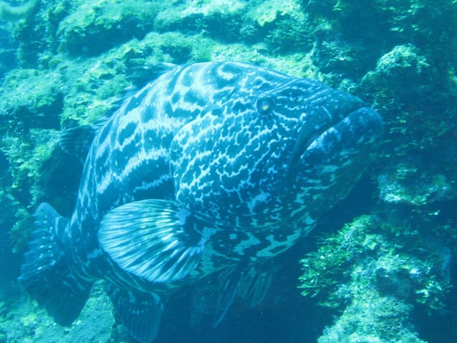 christianhgc’s Photo, Large Grouper Roataan, Honduras