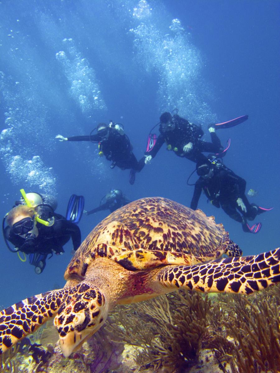 Playa del Carmen Diving