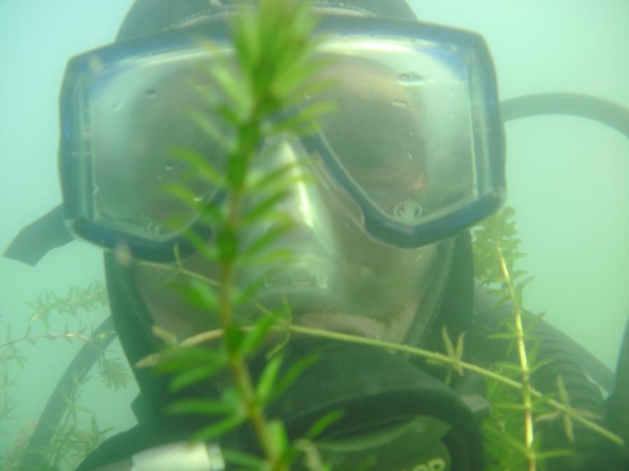 Hydrilla