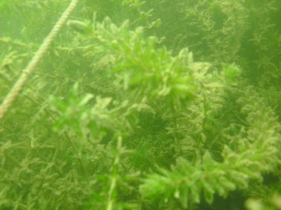 Hydrilla