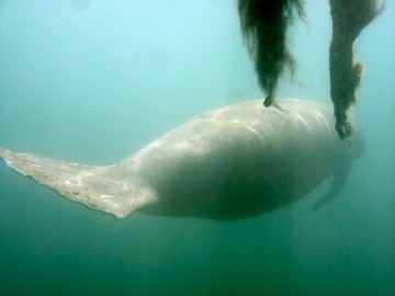 Manatee- Crystal River, FL