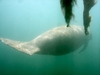 Manatee- Crystal River, FL