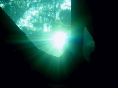 Looking up in Blue Spring Cave- Orange City, FL