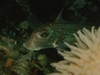 Happy Ratfish- Edmonds Oil Dock, WA