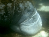 Sleeping Manatee Mama- Crystal River, FL