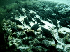 Alexander Springs- Central Florida