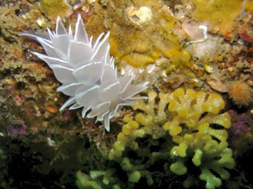 Nudi-Puget Sound, WA