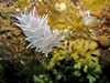 Nudi-Puget Sound, WA