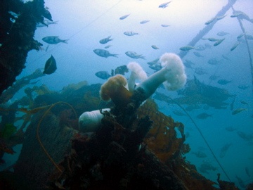 The Triumph- Puget Sound, WA