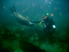 My brothers b-day dive- Puget Sound, WA