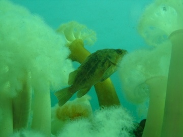 Rockfish- Puget Sound, WA