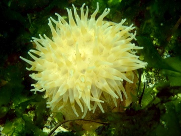 Anenome-Puget Sound, WA