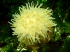 Anenome-Puget Sound, WA