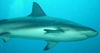 Shark Dive Roatan 06