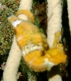 Sea Horse Roatan 06