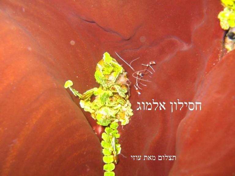 תצלום מאת עוזי 