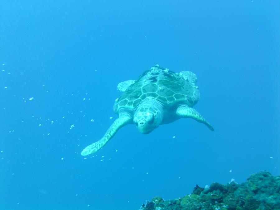 Turtle-Gulf of Mexico