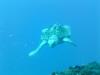 Turtle-Gulf of Mexico