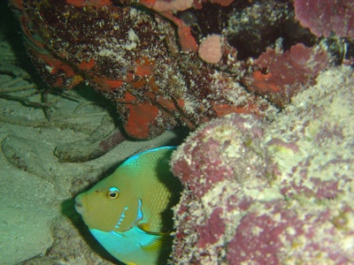 French Angel Fish
