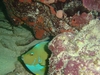 French Angel Fish