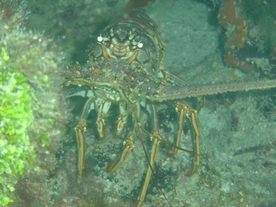 Lobster in Key Largo