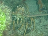 Lobster in Key Largo