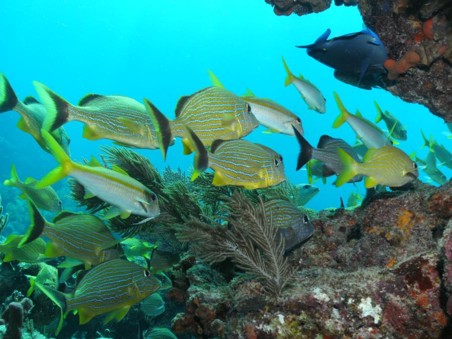 key largo