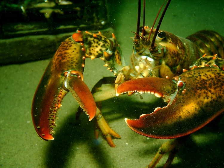 Lobster