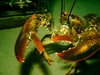 Lobster