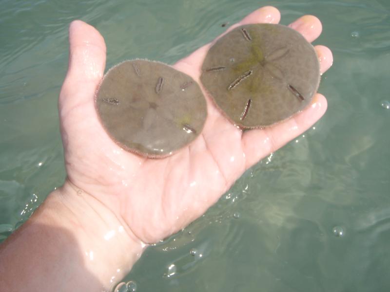 live sand dllars near Radio Island NC