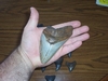 Megalodon Shark tooth