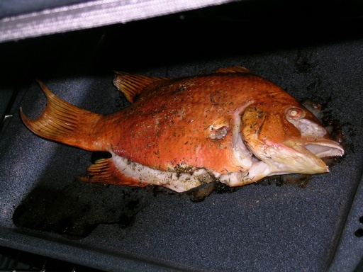 Mmmm, hogfish!!!