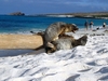 sea lion pups playing in the galapagos