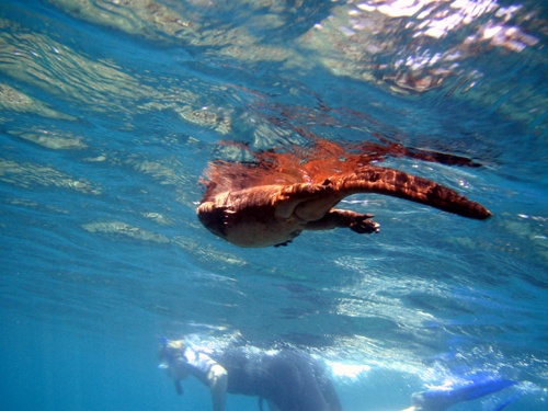 marine iguana 